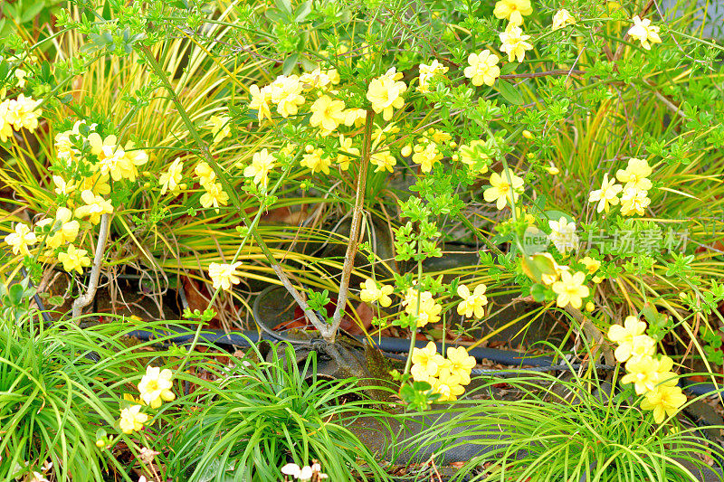 迎春花/迎春花/茉莉